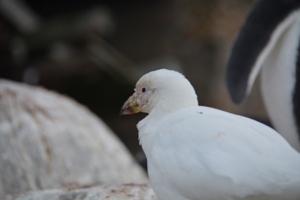 Weißgesicht-Scheidenschnabel - ML647349550