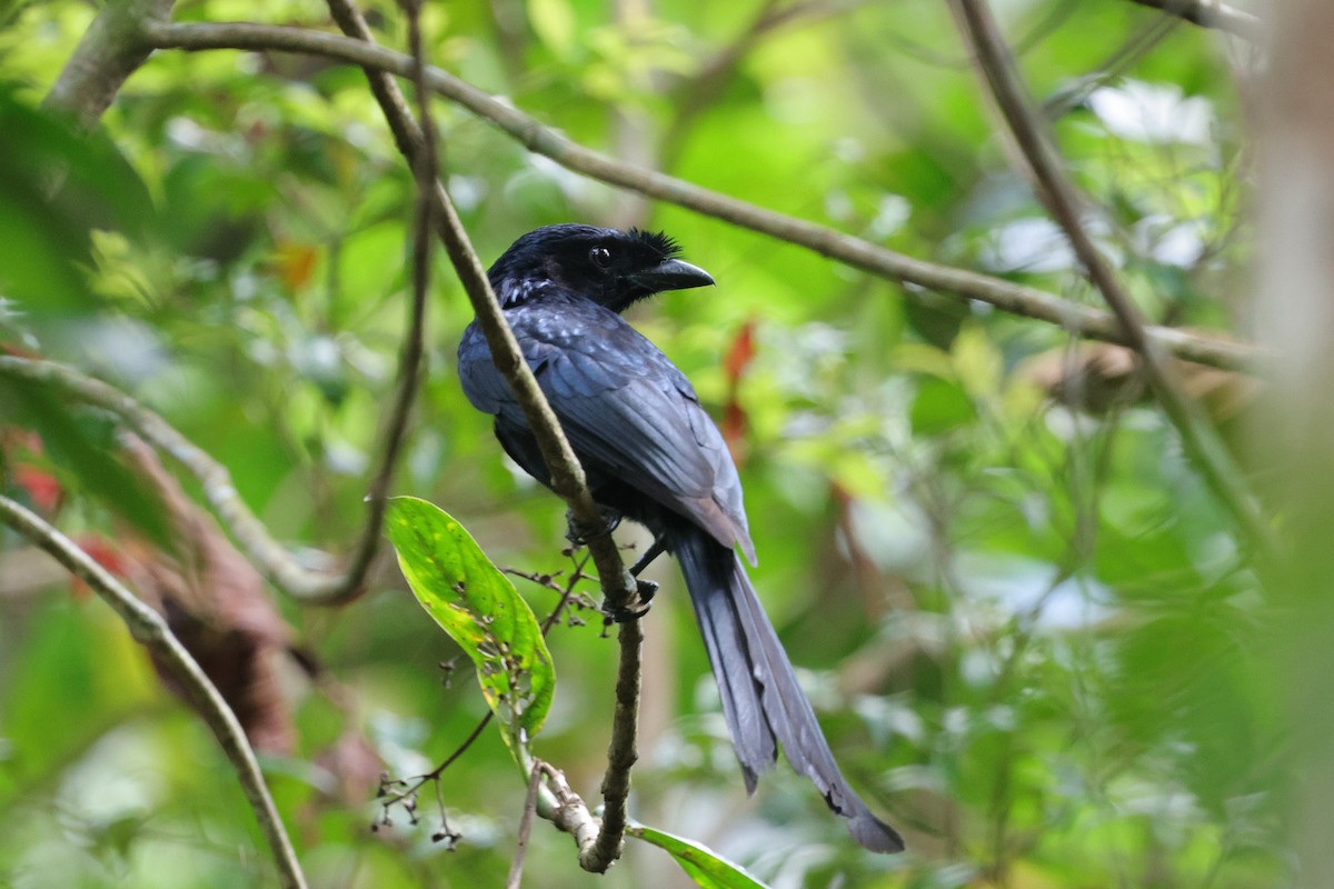 Sri Lanka Drongo - ML647349554