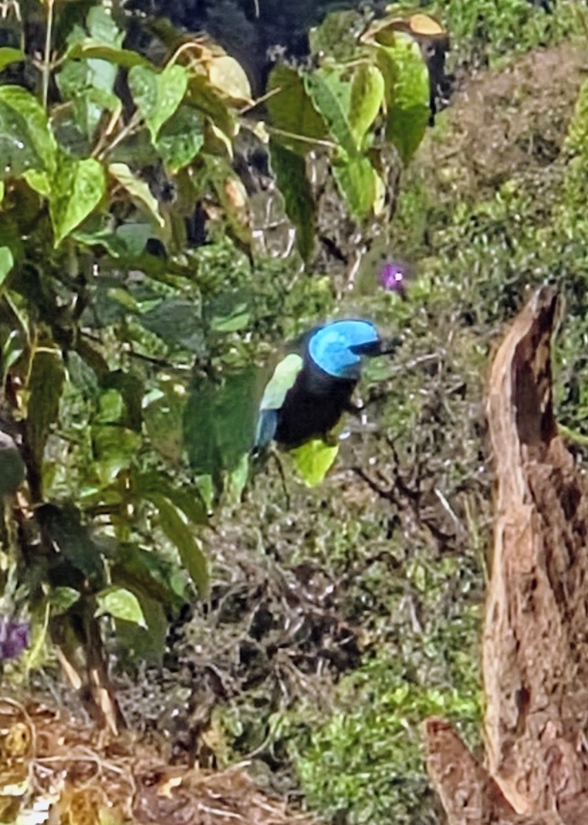 Blue-necked Tanager - ML647349556