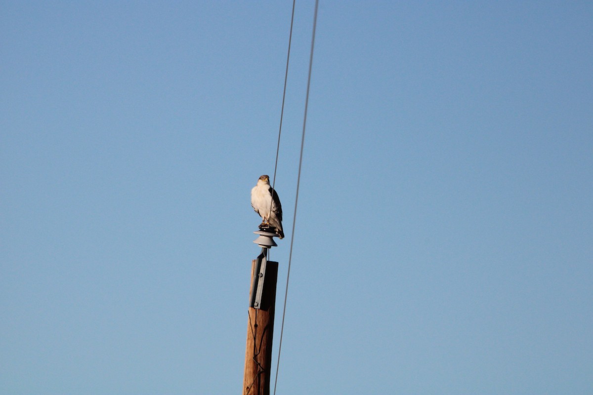 kongevåk - ML647349562