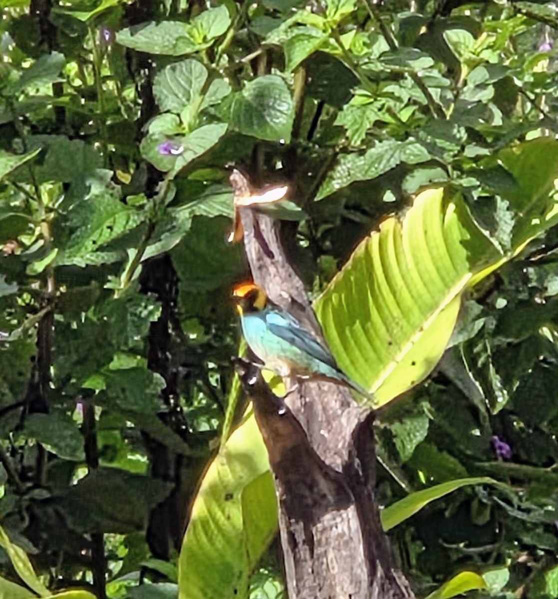 Saffron-crowned Tanager - ML647349566