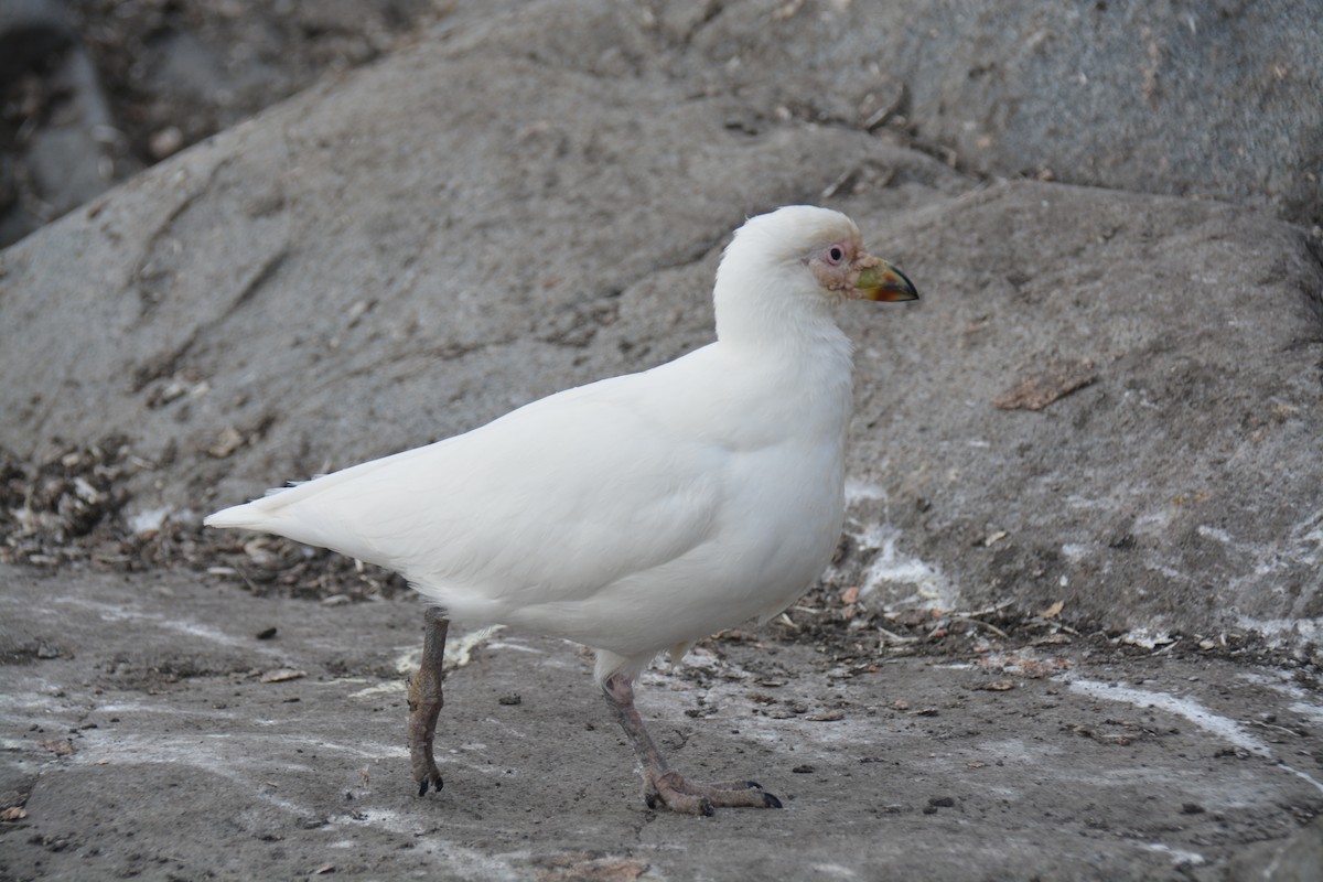 Weißgesicht-Scheidenschnabel - ML647349569