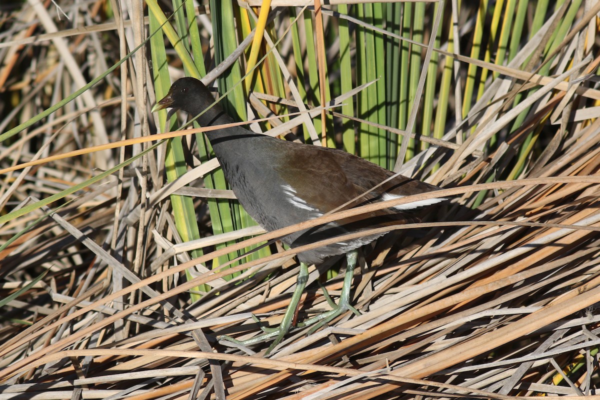 slípka americká - ML647349570