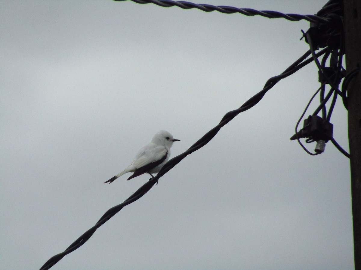 White Monjita - ML647349572