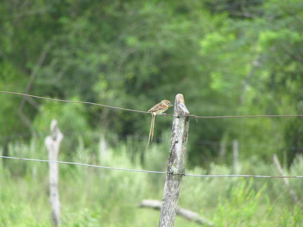 Chotoy Spinetail - ML647349590