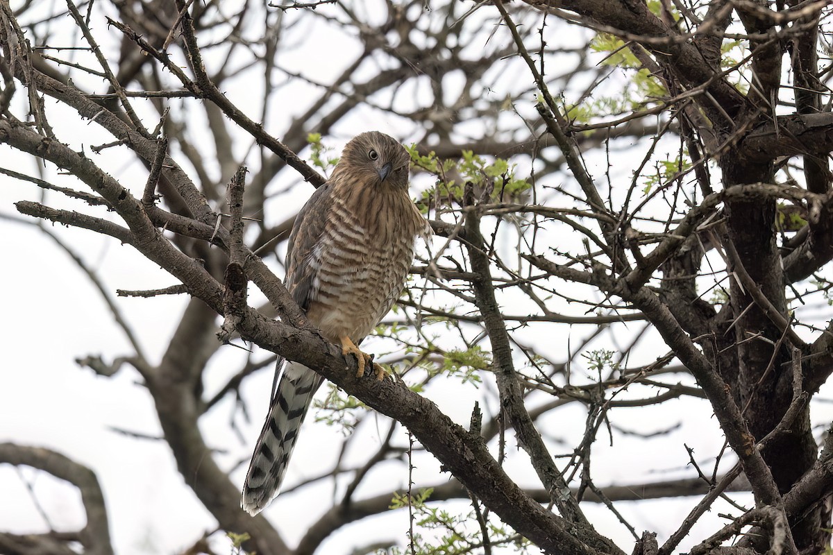 カワリウタオオタカ - ML647349598