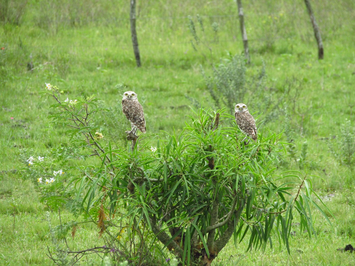 Burrowing Owl - ML647349619