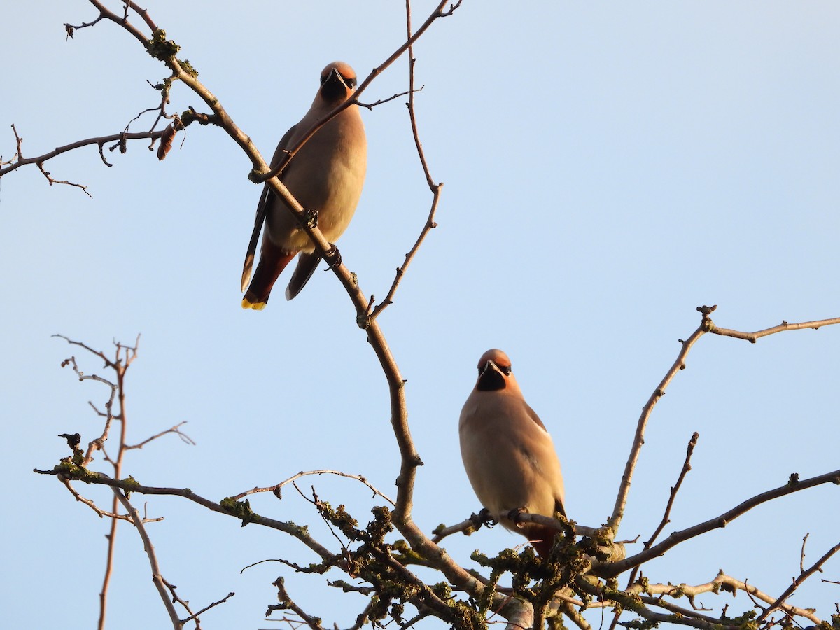 Ampelis Europeo - ML647349622