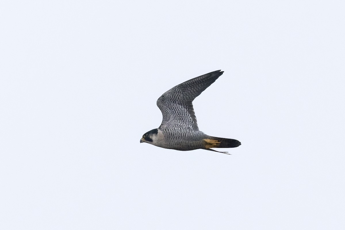 Faucon pèlerin - ML647349624