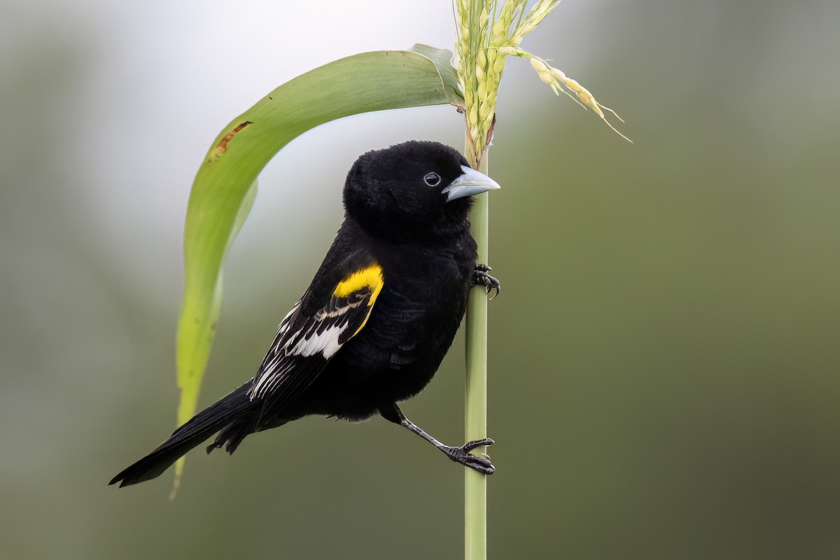 White-winged Widowbird - ML647349645