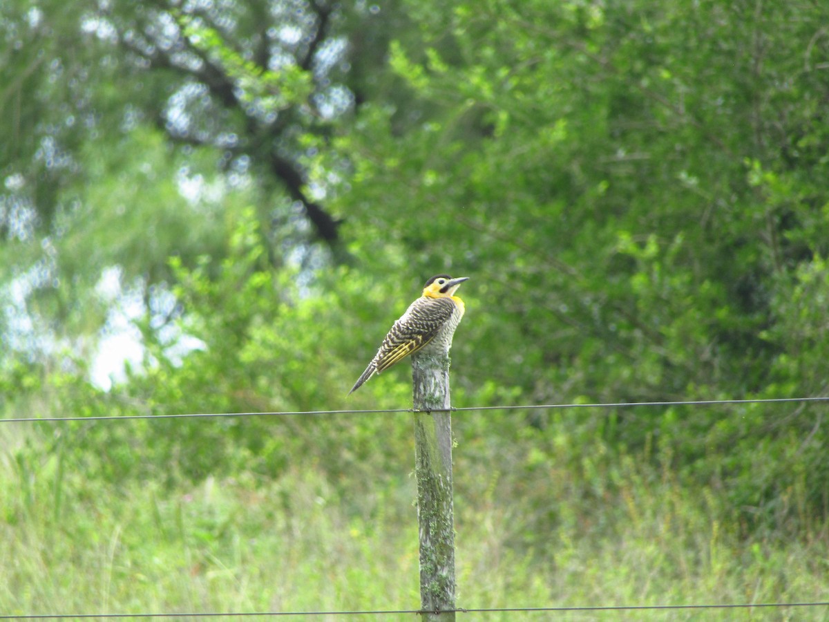 Campo Flicker - ML647349647