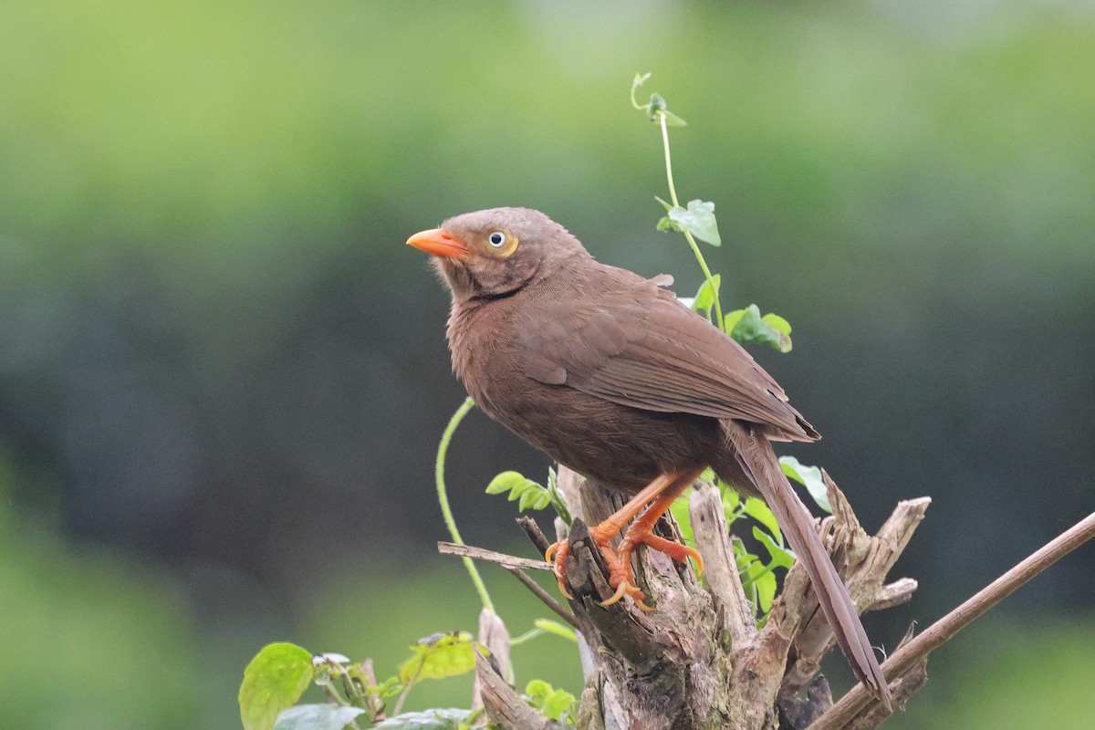 Orange-billed Babbler - ML647349667