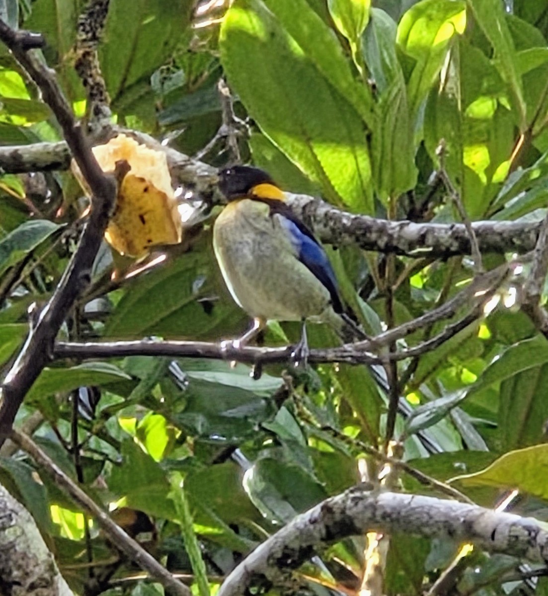 Golden-collared Honeycreeper - ML647349670