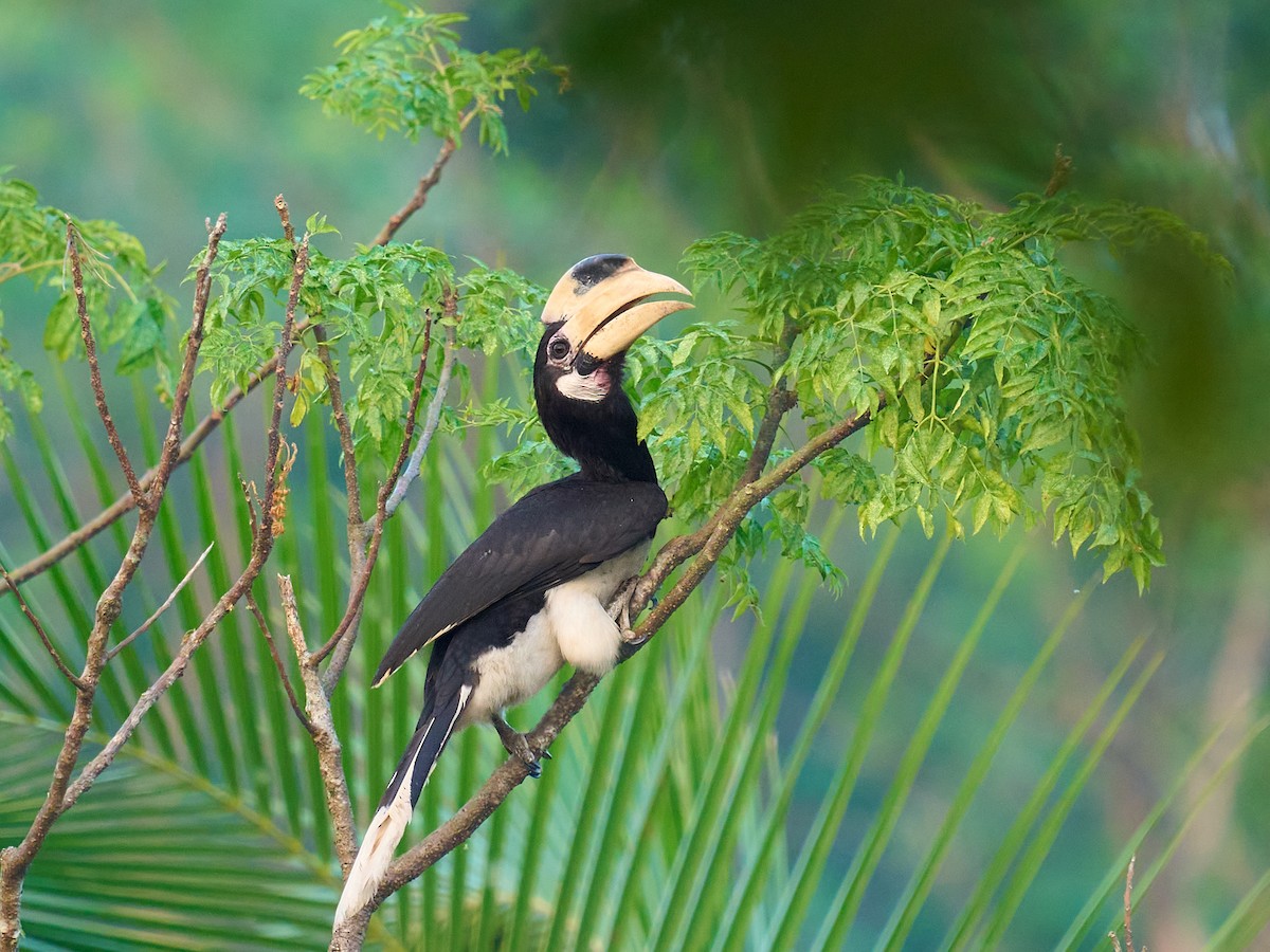 Malabar Pied-Hornbill - ML647349671