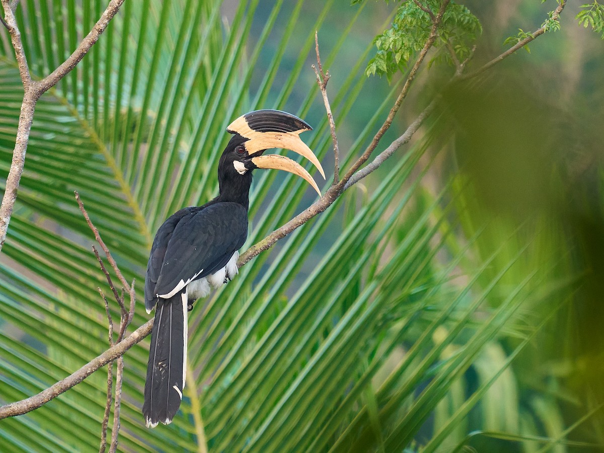 Malabar Pied-Hornbill - ML647349674