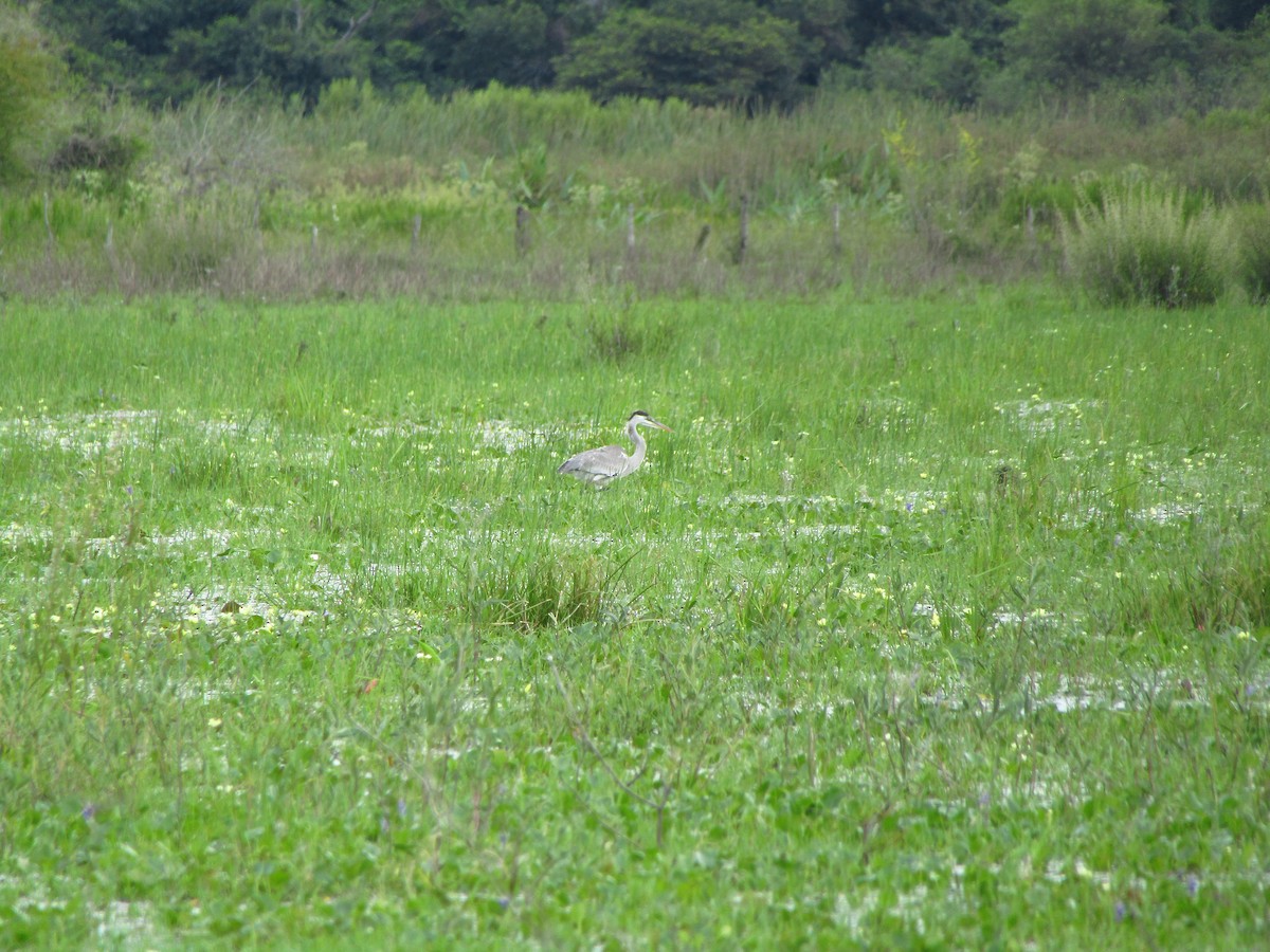 Cocoi Heron - ML647349675