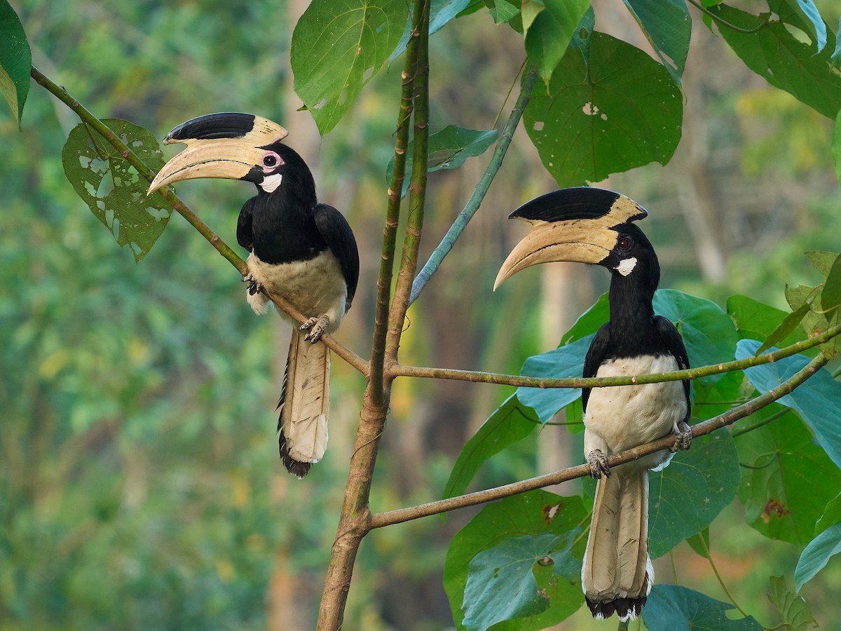 Malabar Pied-Hornbill - ML647349676