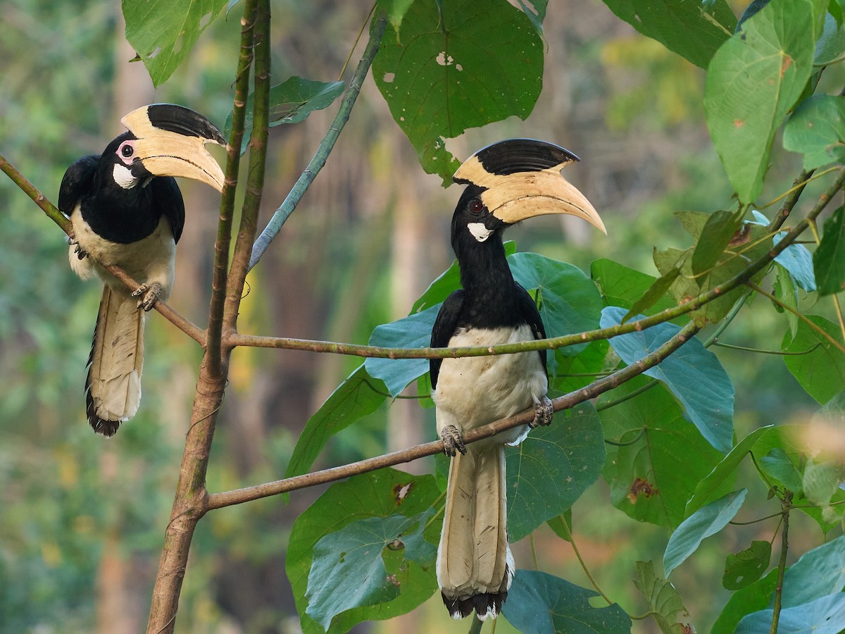 Malabar Pied-Hornbill - ML647349677