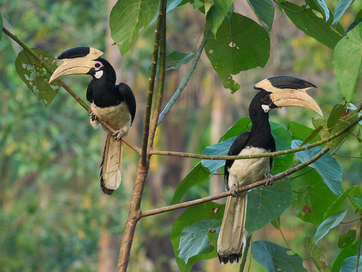 Malabar Pied-Hornbill - ML647349678