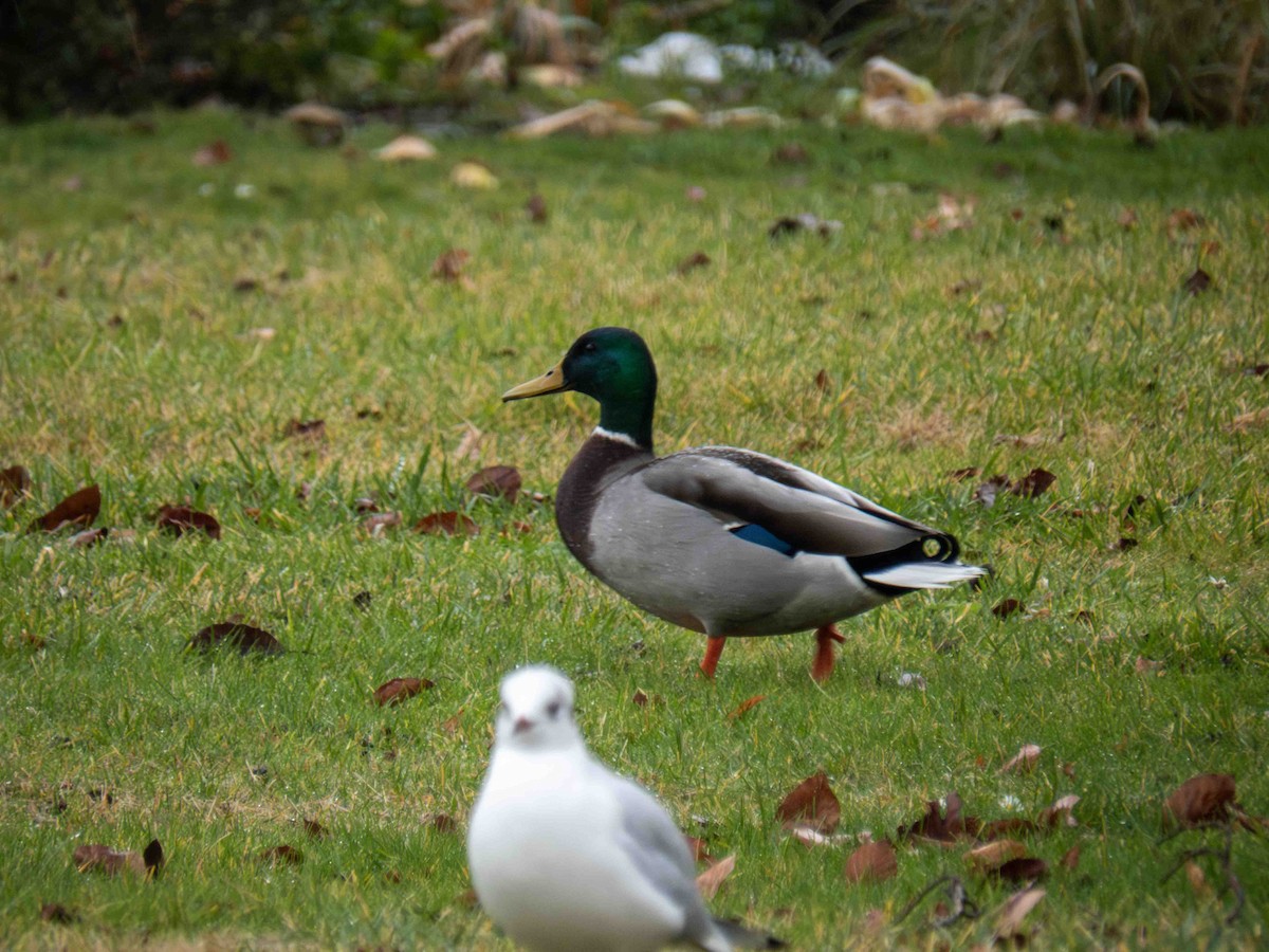 Yeşilbaş - ML647349688