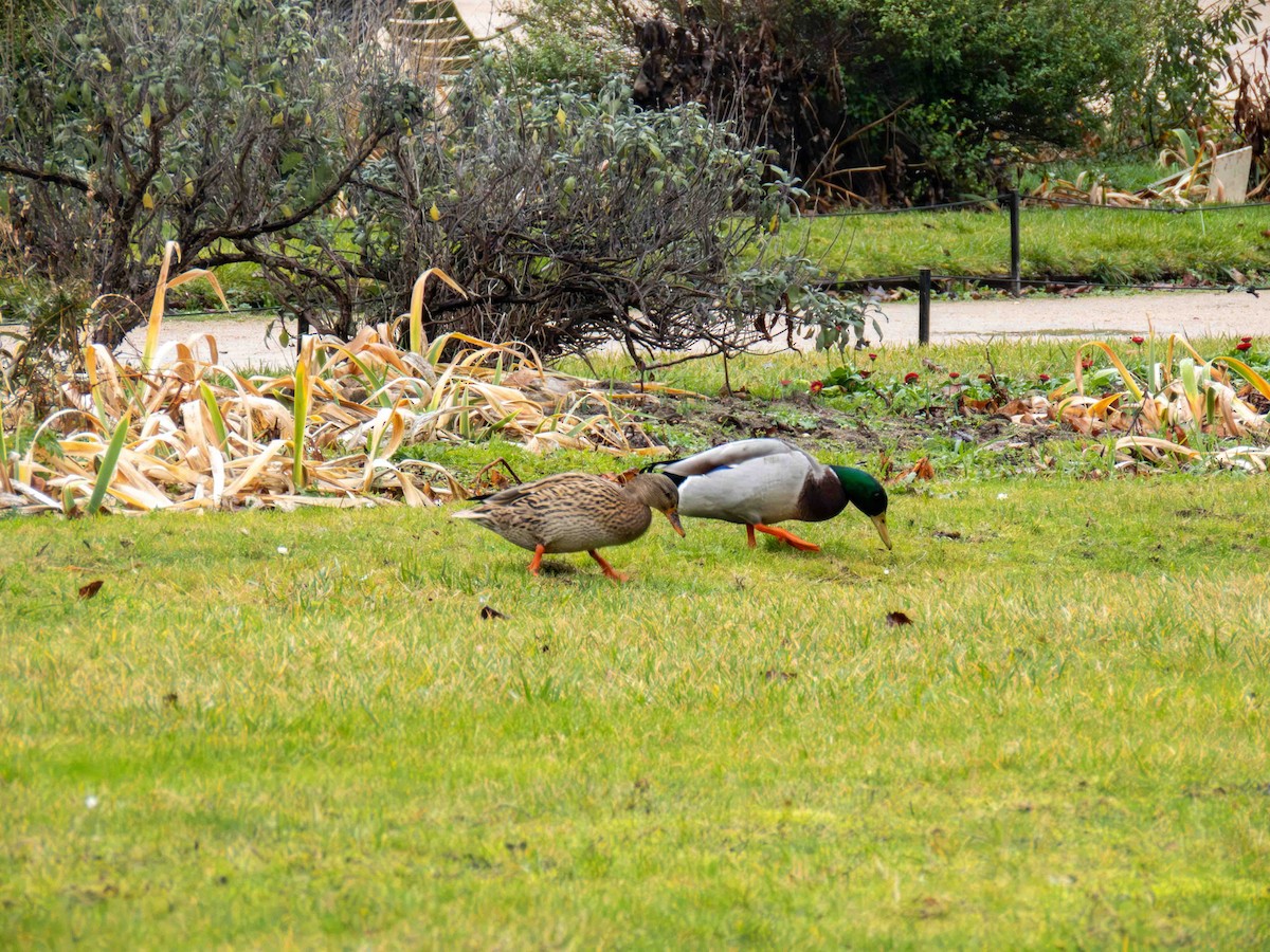 Yeşilbaş - ML647349689