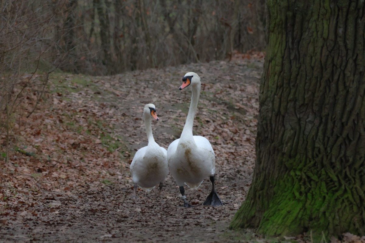 疣鼻天鵝 - ML647349690