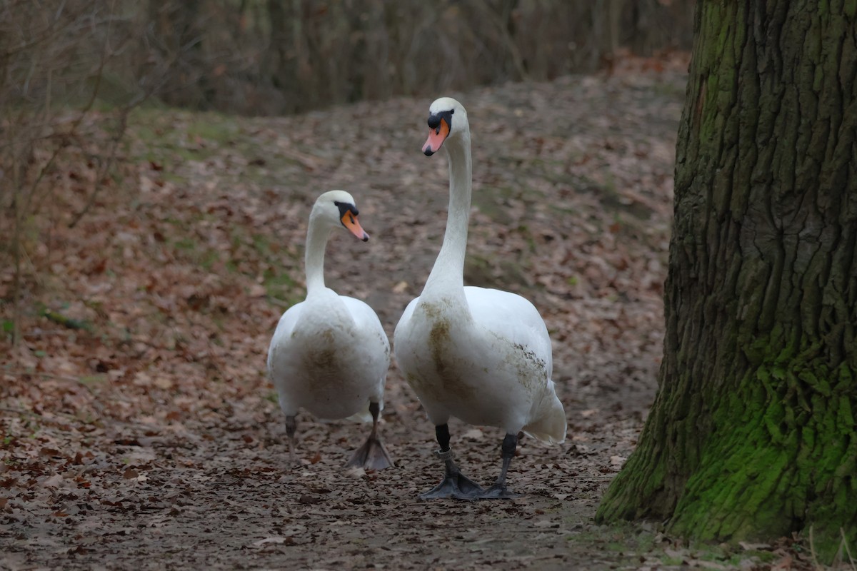 疣鼻天鵝 - ML647349691