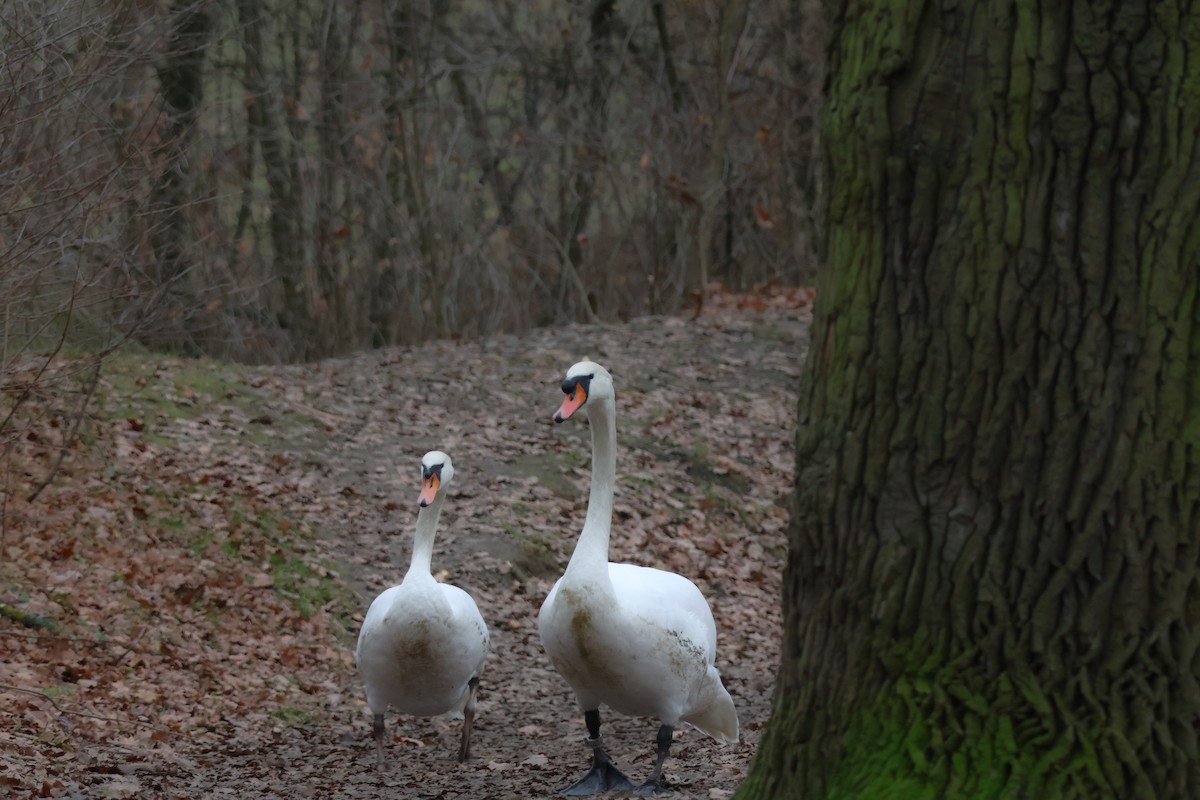 疣鼻天鵝 - ML647349692