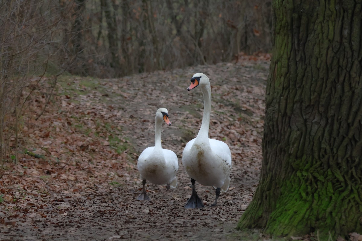 疣鼻天鵝 - ML647349693