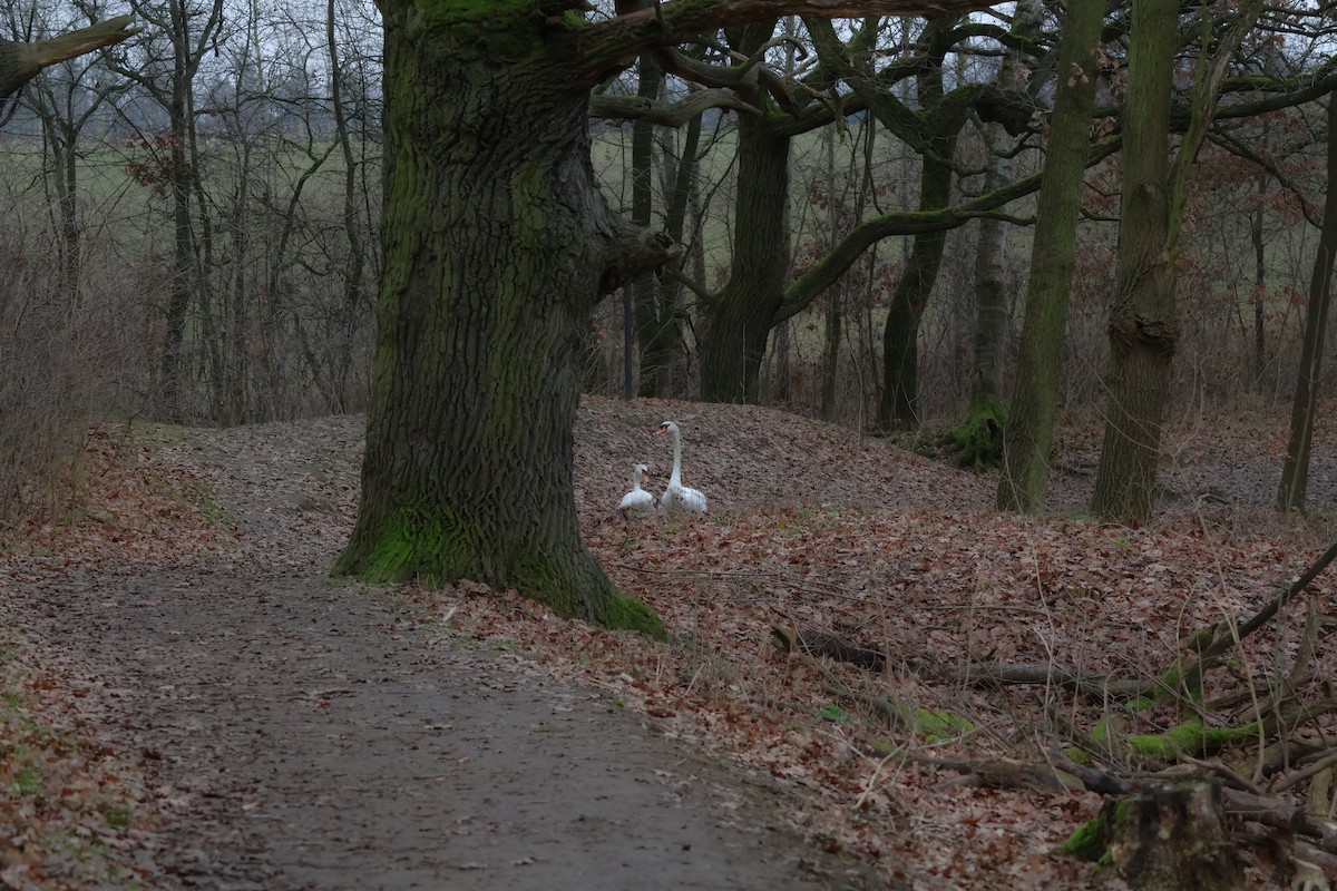 疣鼻天鵝 - ML647349694