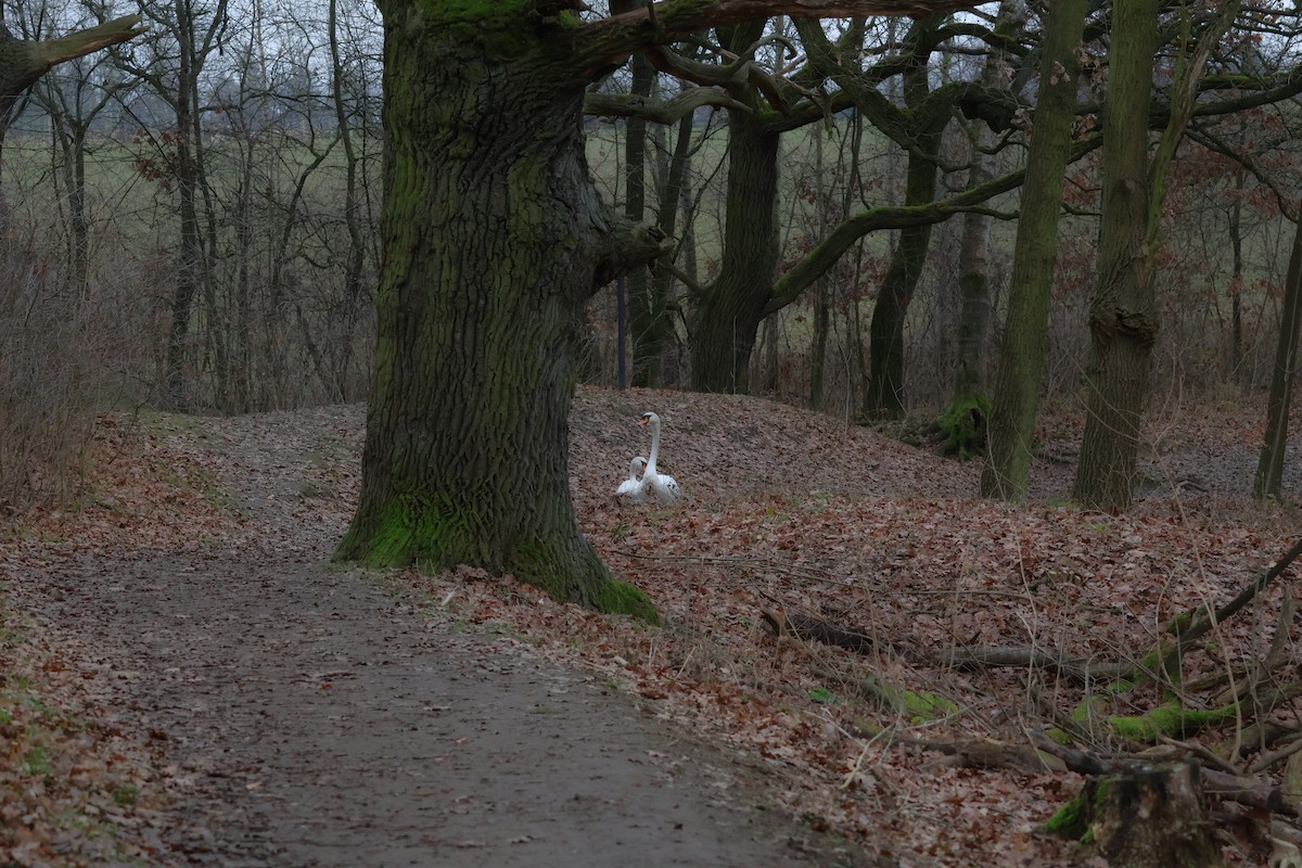 疣鼻天鵝 - ML647349695