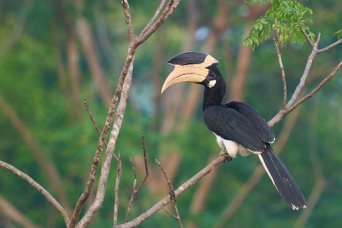 Malabar Pied-Hornbill - ML647349696