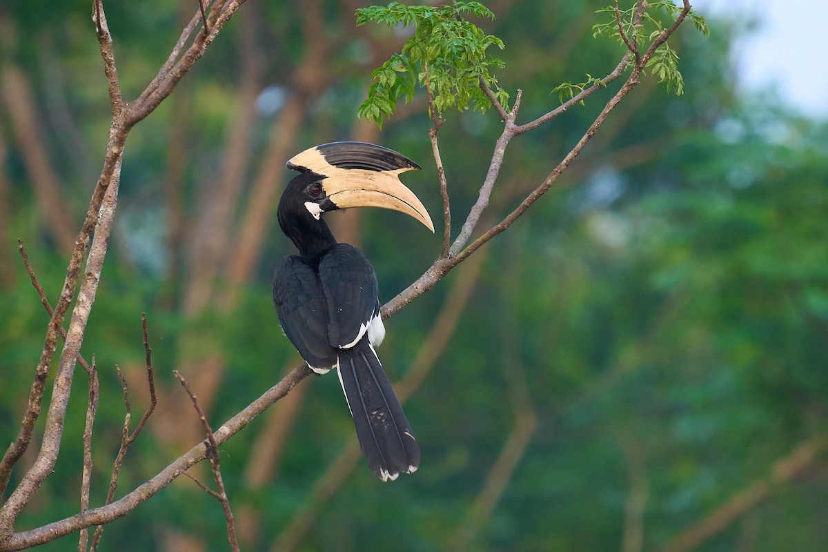 Malabar Pied-Hornbill - ML647349697