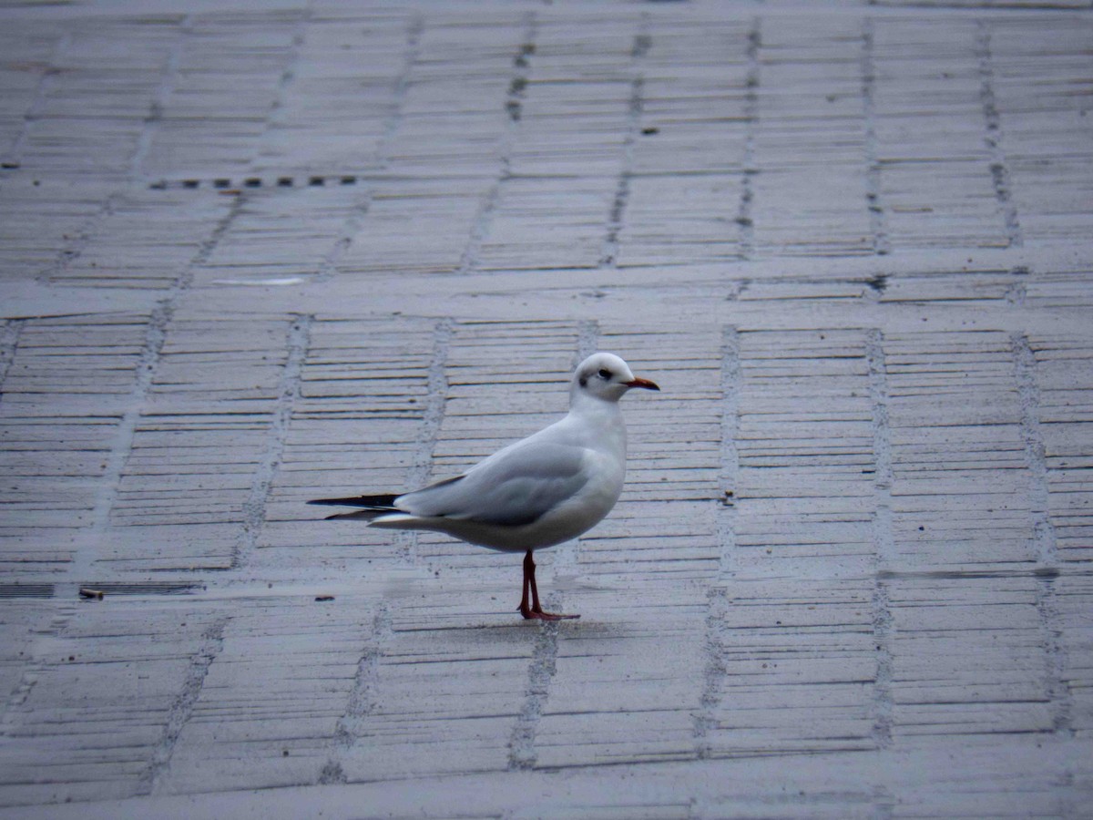 Karabaş Martı - ML647349699