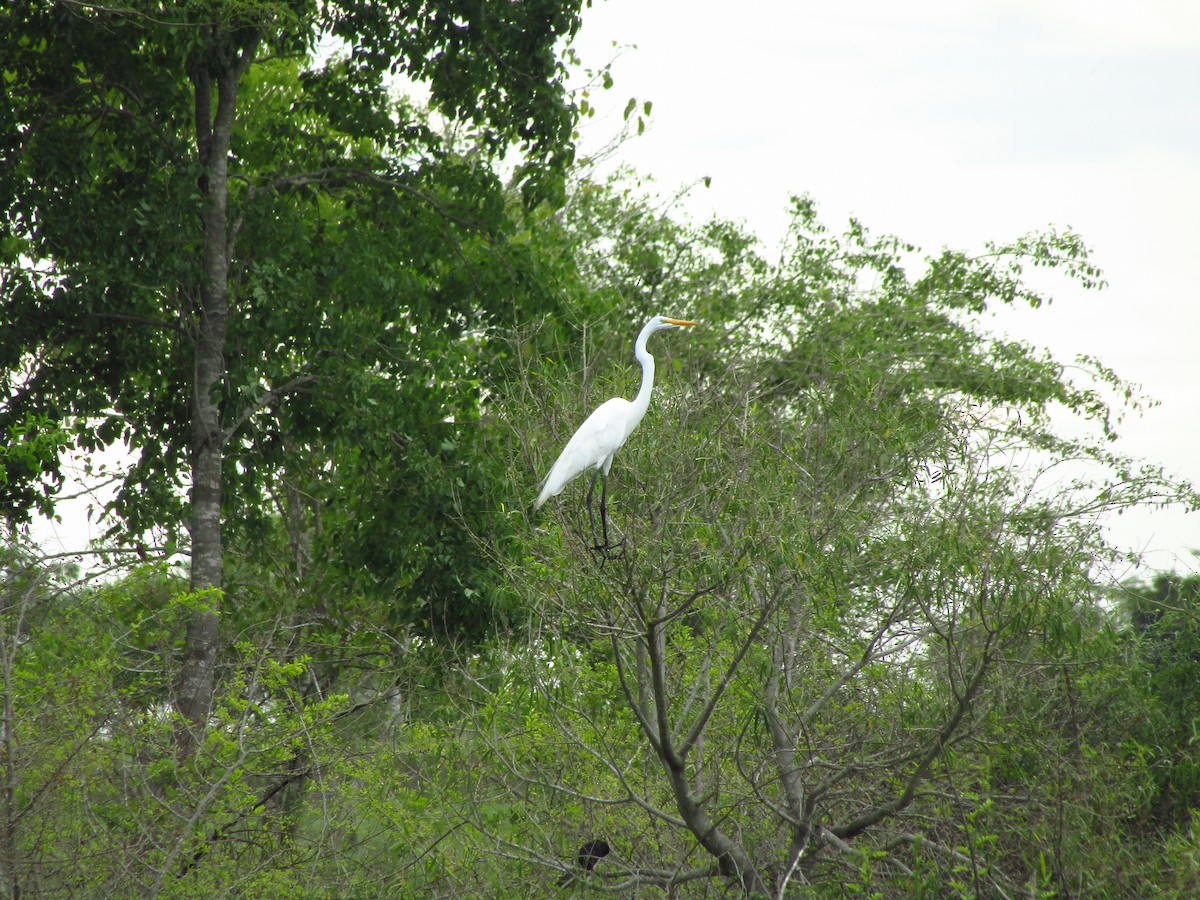 Snowy Egret - ML647349702