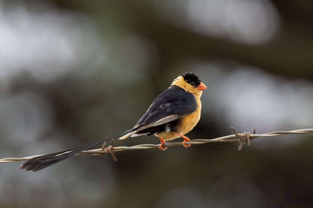 ミカドスズメ - ML647349707