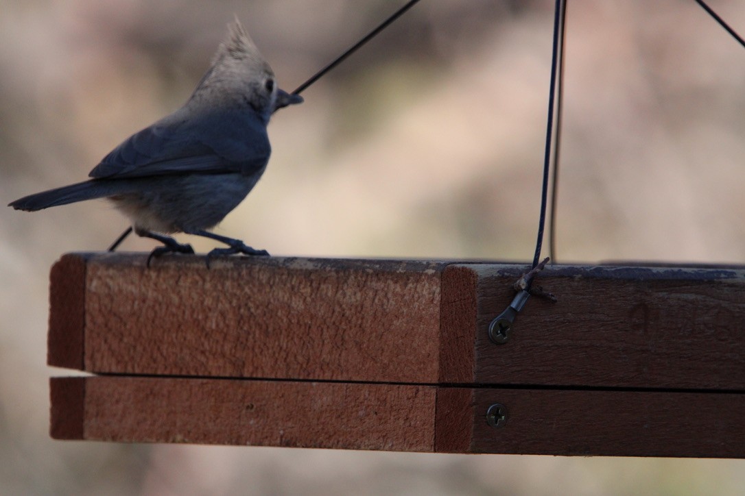 Juniper Titmouse - ML647349729