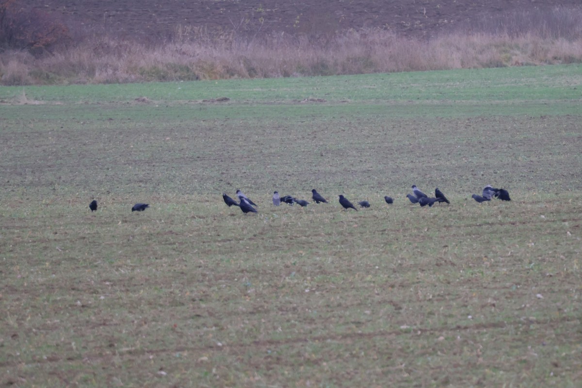 Leş Kargası - ML647349735