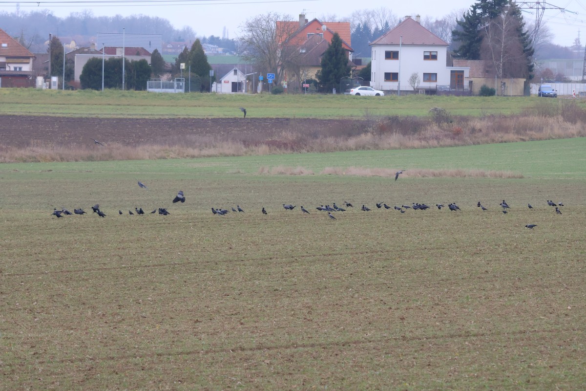 Leş Kargası - ML647349736