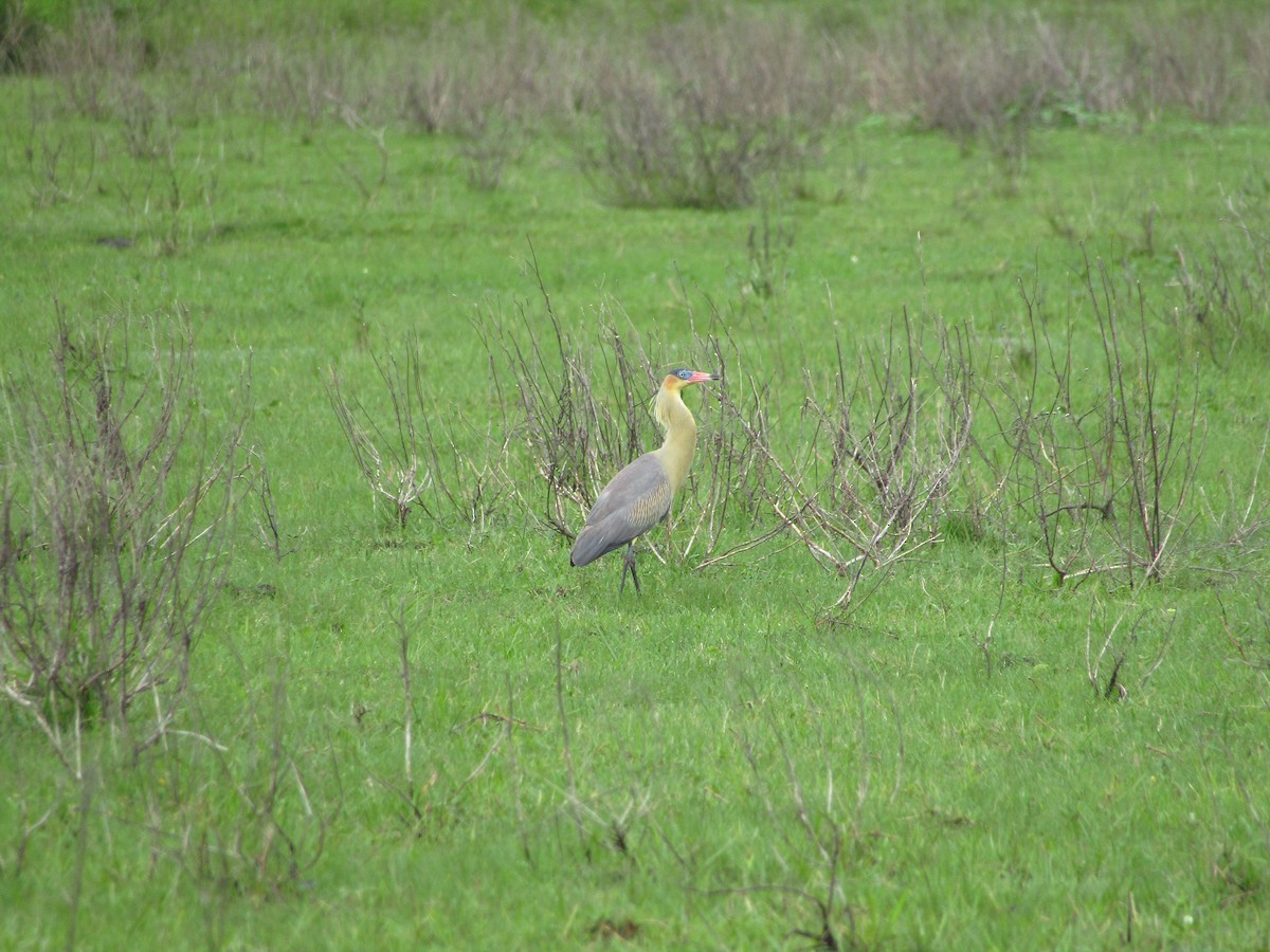 Whistling Heron - ML647349737