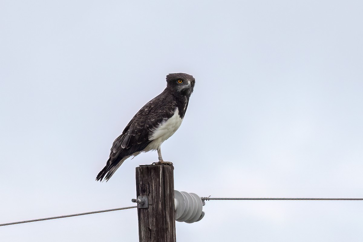 svartbrystslangeørn - ML647349752