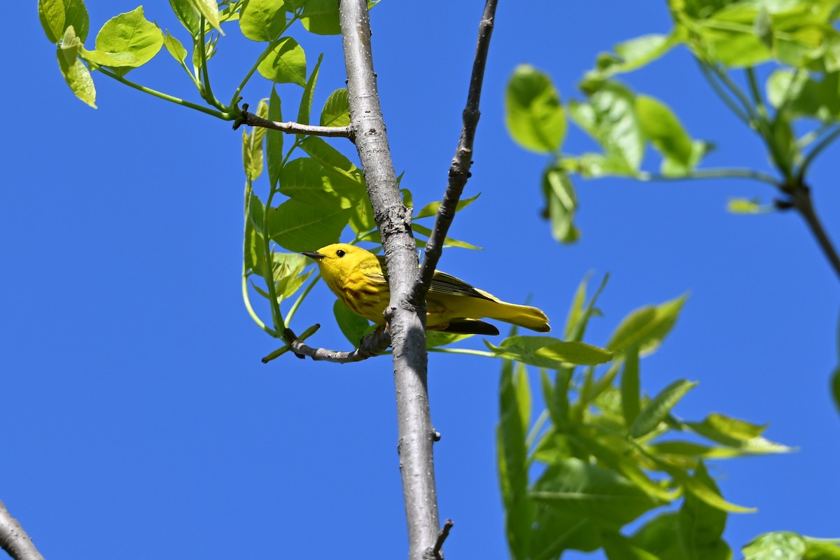 Northern Yellow Warbler - ML647349760