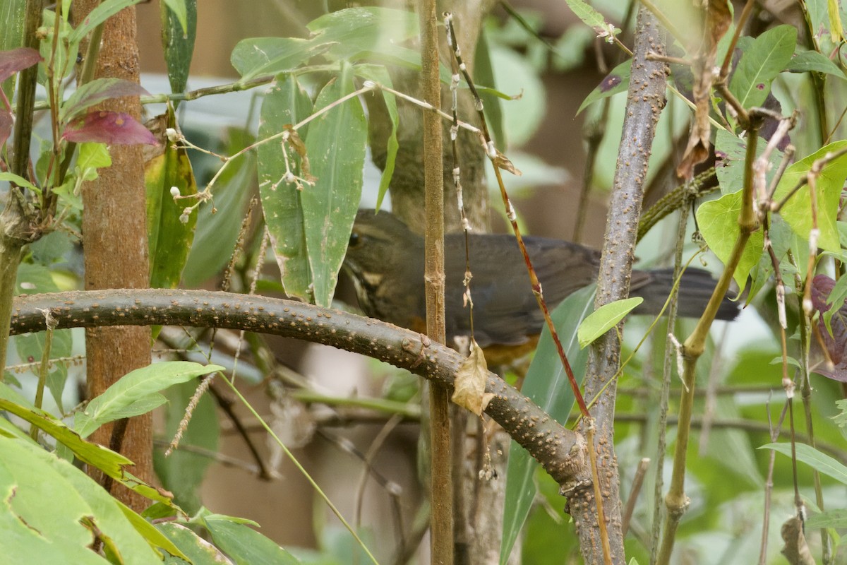 Черногрудый дрозд - ML647349764