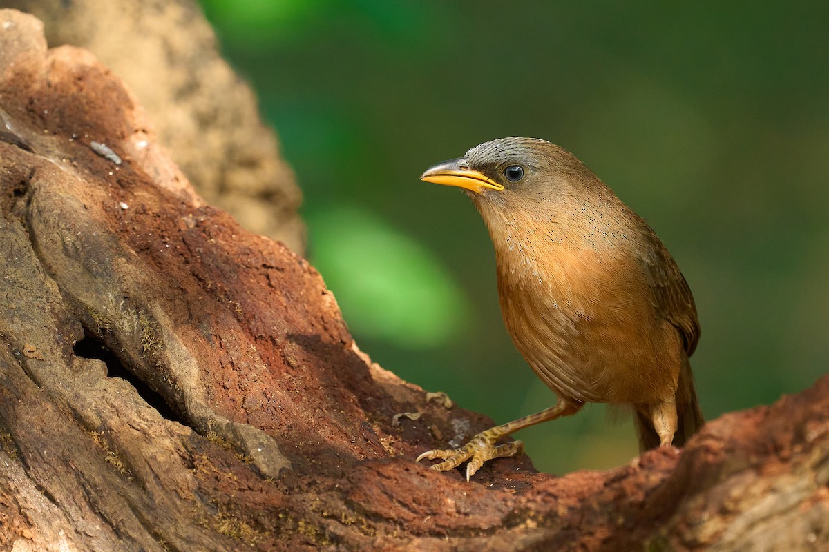 Rufous Babbler - ML647349779