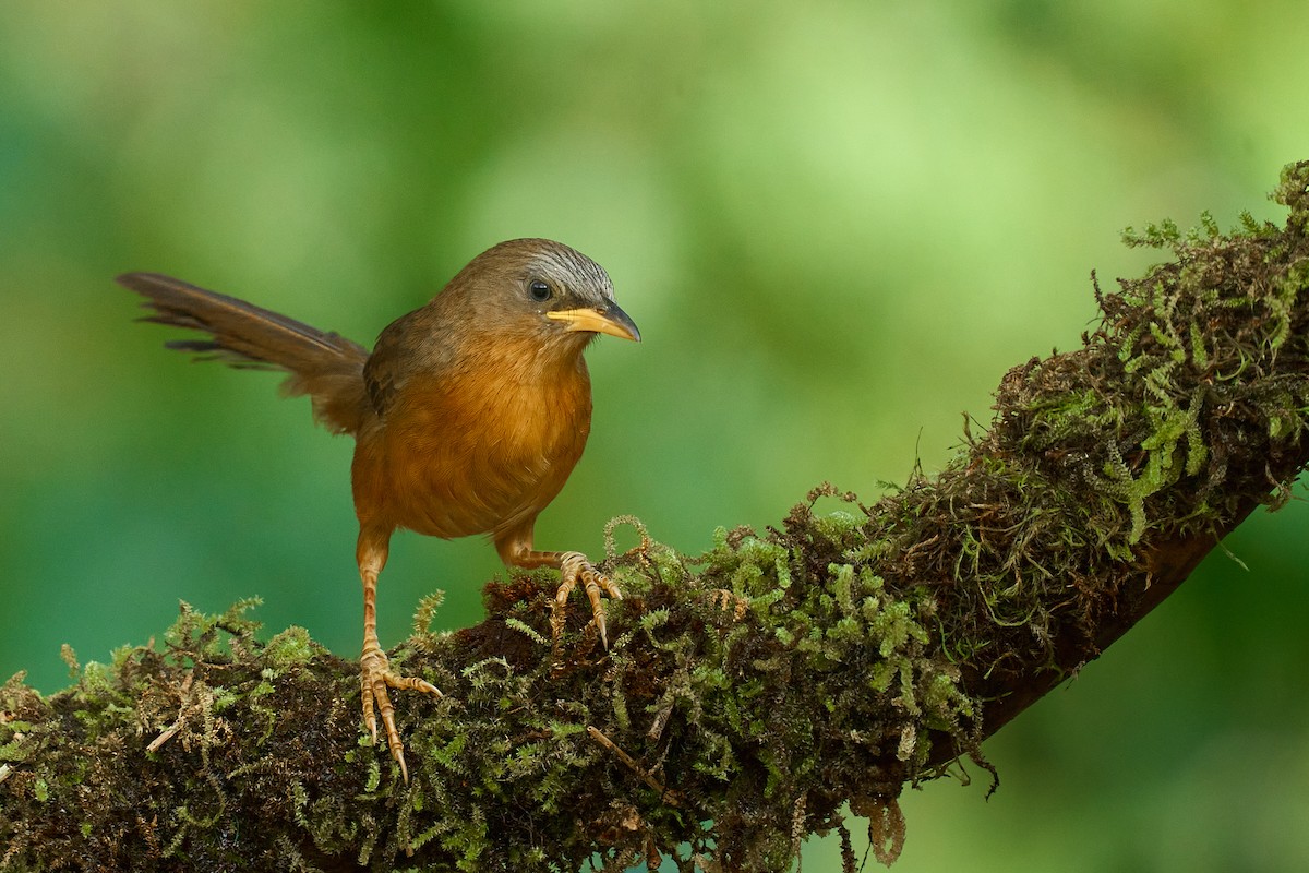 Rufous Babbler - ML647349780