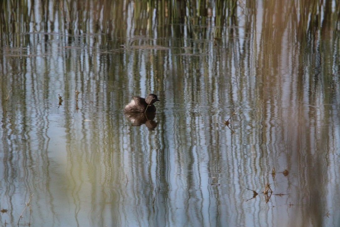 Least Grebe - ML647349790