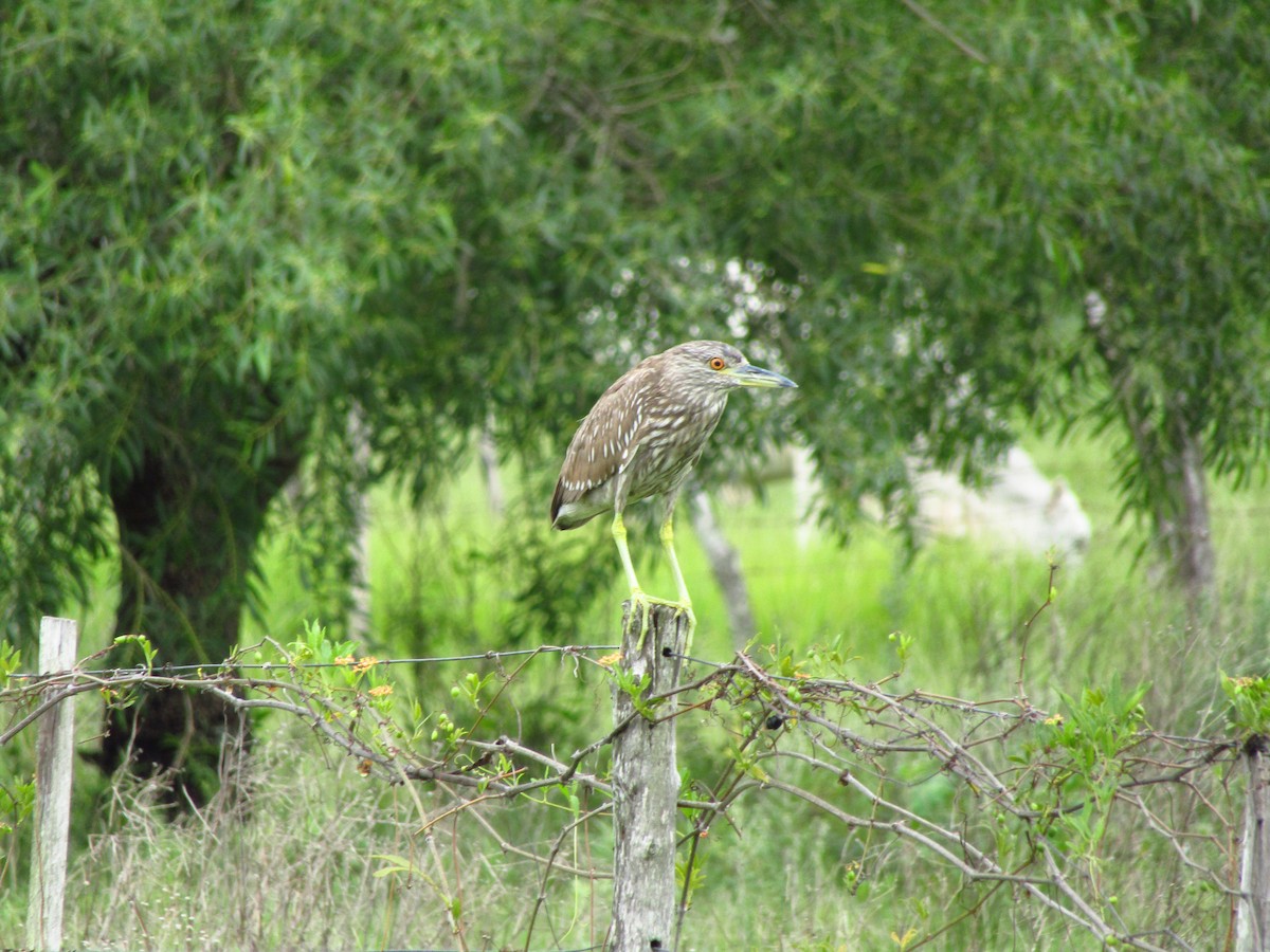 Black-crowned Night Heron - ML647349799
