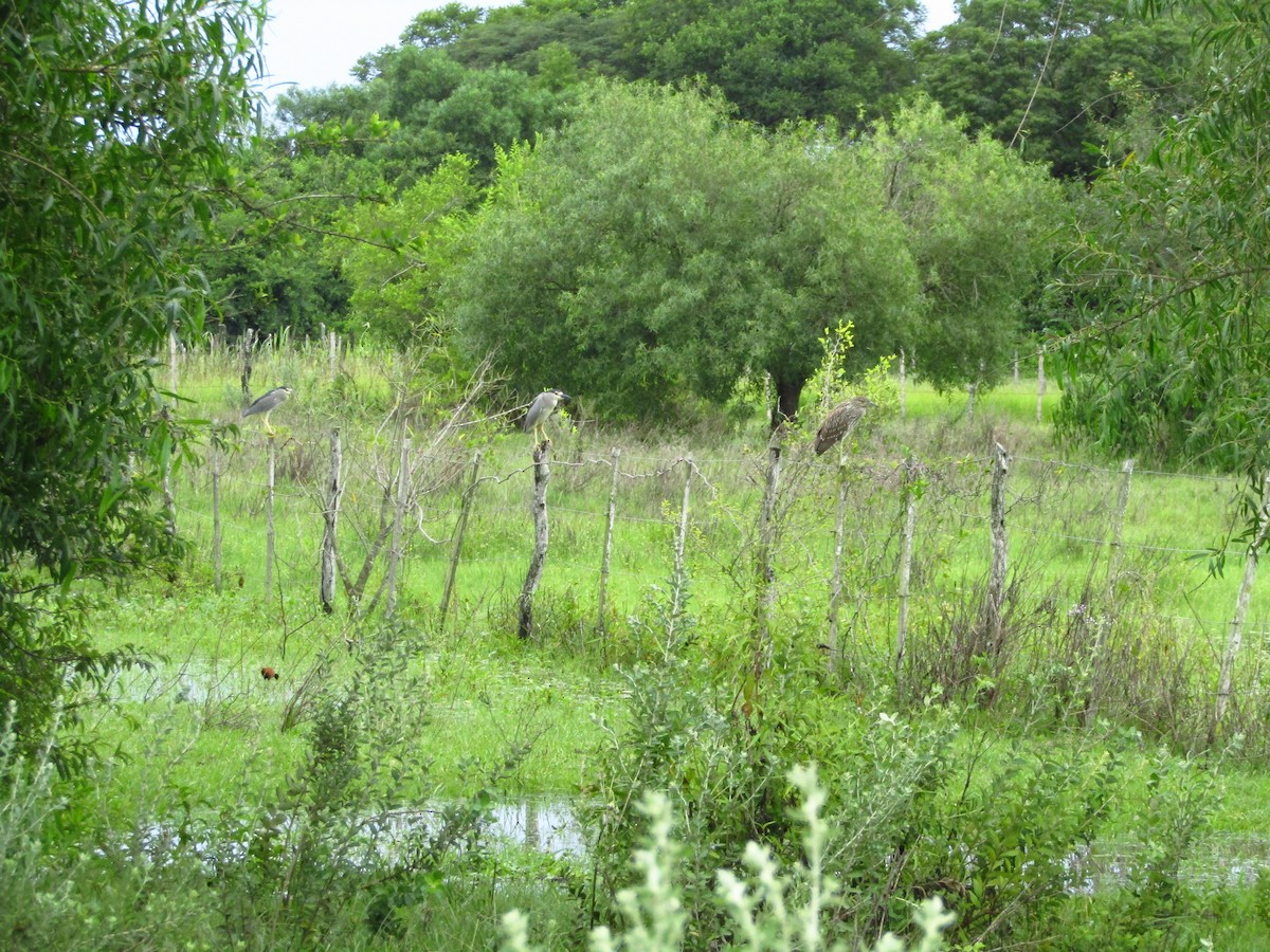 Black-crowned Night Heron - ML647349800