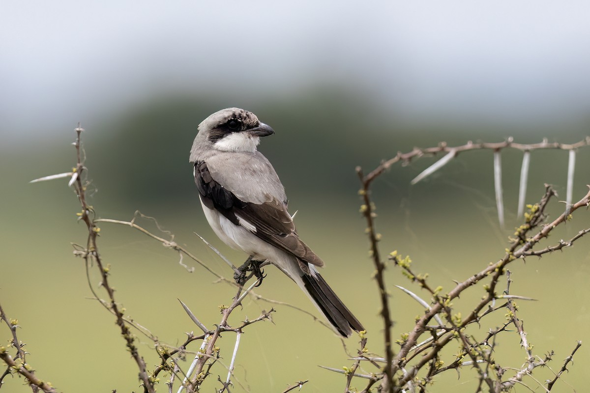 Чернолобый сорокопут - ML647349821