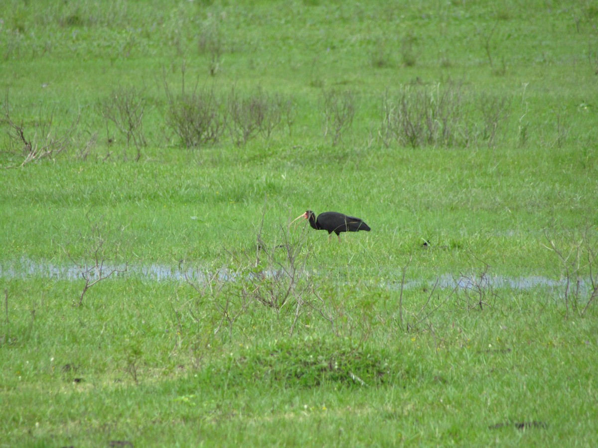Bare-faced Ibis - ML647349828